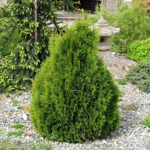 Туя западная Мики/Thuja occidentalis Miky 15-20 С2