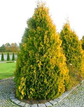 Туя западная Санкист/Thuja occidentalis Sunkist 20-40 С3