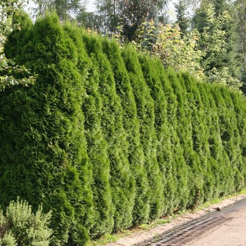 Туя западная Смарагд/Thuja occidentalis Smaragd 80-100 С5/С7,5