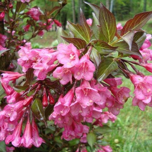 Вейгела цветущая Пурпуреа/Weigela florida Purpurea 80-100 С5