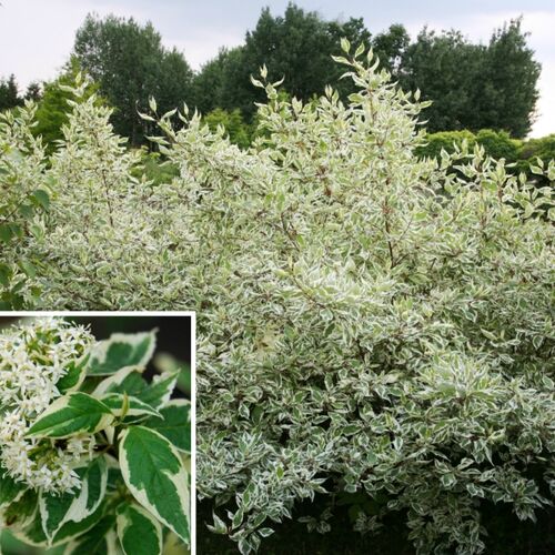 Дерен белый Элегантиссима/Cornus alba Elegantissima 100-120 С5