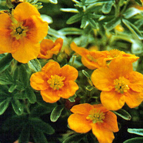 Лапчатка кустарниковая Манго Танго/Potentilla fruticosa Mango Tango 30-40 С5