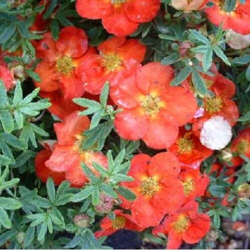 Лапчатка кустарниковая Рэд Джокер/Potentilla fruticosa Red Joker 15-20 C2