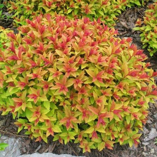 Спирея японская Голдфлэйм/Spiraea japonica Goldflame (Ч22)