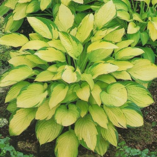 Хоста гибридная Голд Стандарт/Hosta hybrid Gold Standard Р1,5