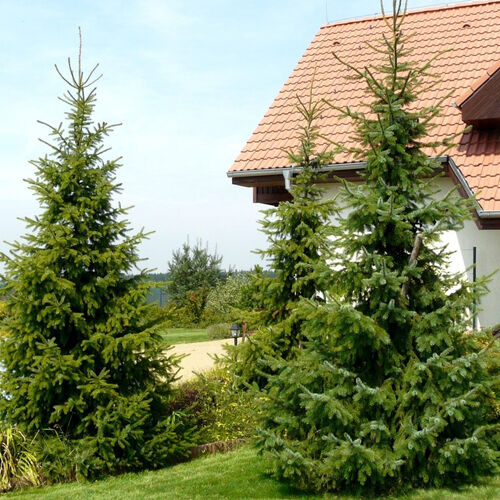 Ель сербская/Picea omorika 60-80 С7,5