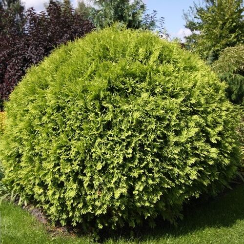 Туя западная Селена/Thuja occidentalis Selena 30-40 С3