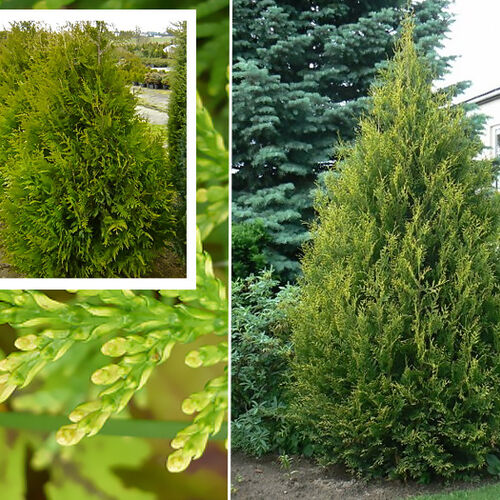 Туя западная Ауреаспиката/Thuja occidentalis Aureospicata 200-250 С60