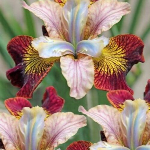 Ирис сибирский Лауфинг Бьюти/Iris sibirica Laughing Beauty Р1,5