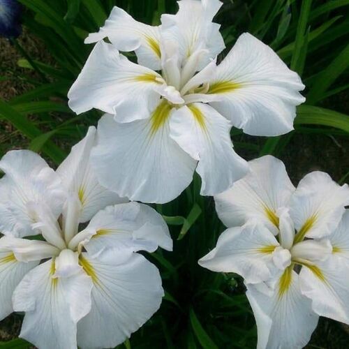 Ирис мечевидный Уайт Леди/Iris ensata White Ladies Р1,5