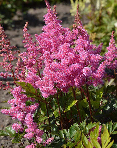 Астильба гибридная Лола/Astilbe Hybrid Lola  С3