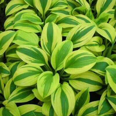 Хоста гибридная Вельвет Мун/Hosta hybrid Velvet Moon Р1,5