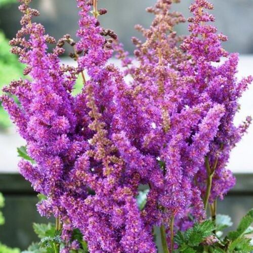 Астильба китайская Блэк Энд Блю /Astilbe chinensis Black And Blue С3