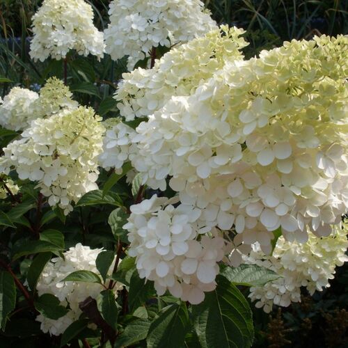 Гортензия метельчатая Канделайт/Hydrangea paniculata Candlelight С3