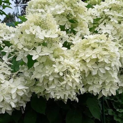 Гортензия метельчатая Дентель де Горрон/Hydrangea paniculata Dentelle de Gorron С3