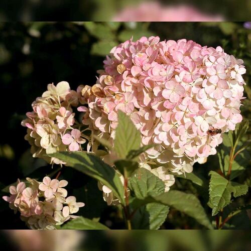 Гортензия метельчатая Мэджикал Свит Саммер/Hydrangea paniculata Magical Sweet Summer С3