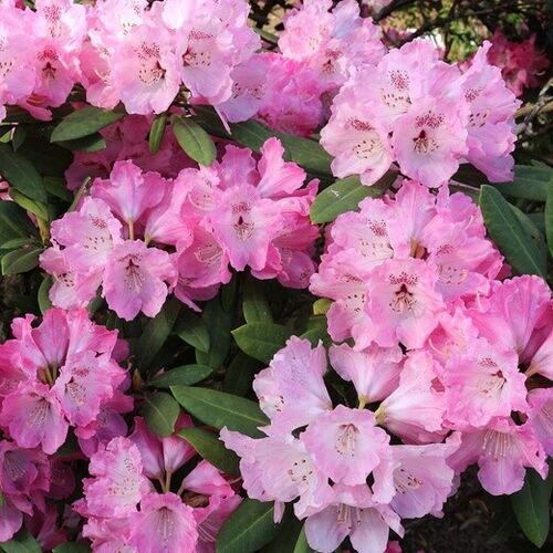 Рододендрон гибридный "Пинк Леди" /Rododendron gibridnyy Pink ledi С7,5