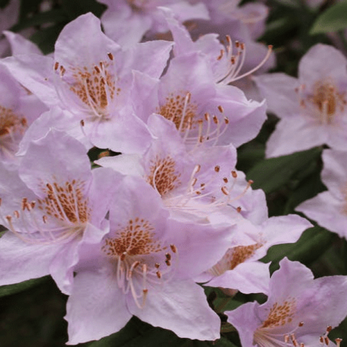 Рододендрон гибридный Блаш/ Rhododendron gibridnyy Blush C7.5