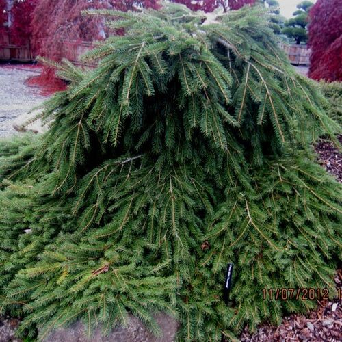 Ель обыкновенная Форманек/Picea abies Formanek 25-30 С3