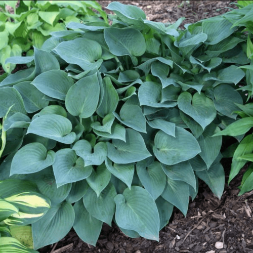 Хоста гибридная Пацифик Блу Эджер/Hosta hybrid Pacific Blue Edger С3