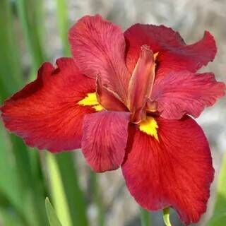 Ирис луизианский Энн Чаунинг/Iris louisiana Ann Chowning Р1,5