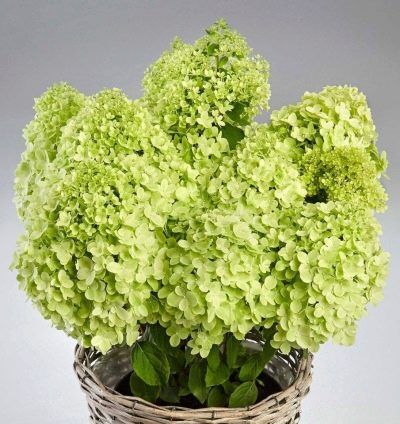 Гортензия метельчатая Пандора/Hydrangea paniculata Pandora 25-30 С3