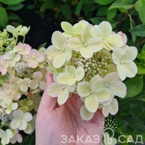 Гортензия метельчатая Панфлора/Hydrangea paniculata Panflora С3