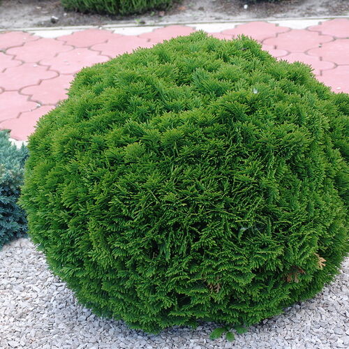 Туя западная Даника/Thuja occidentalis Danica 40-50 В