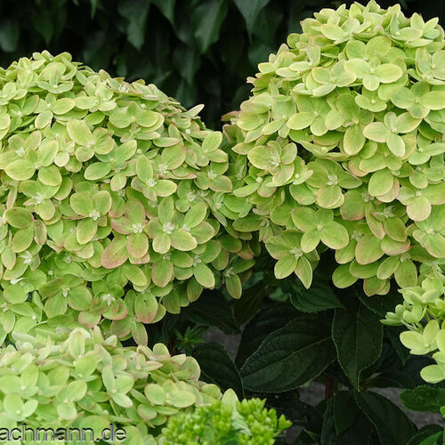 Гортензия метельчатая Мохито/Hydrangea paniculata Mojito С3 СП