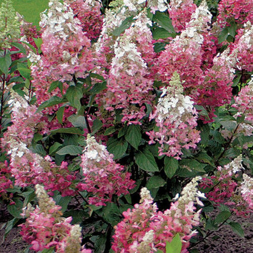 Гортензия метельчатая Пинки Винки/Hydrangea paniculata Pinky Winky С3 СП