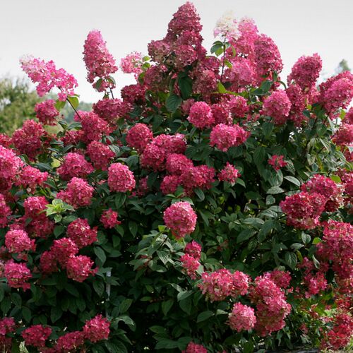 Гортензия метельчатая Вимс Ред/Hydrangea paniculata Wim's Red С3 СП