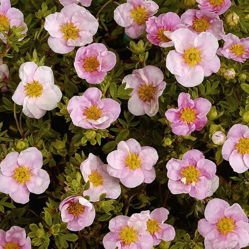 Лапчатка кустарниковая Пинк Куин/Potentilla fruticosa Pink Queen С3 СП