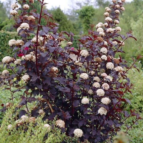 Пузыреплодник калинолистный Диаболо/Physocarpus opulifolius Diabоlо С3 СП