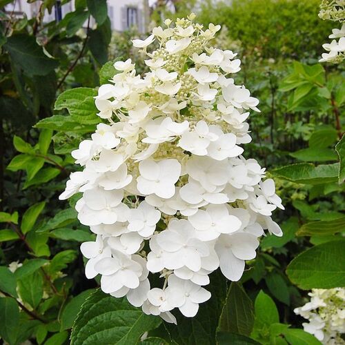 Гортензия метельчатая Юник/Hydrangea paniculata Unique 40-60 С7,5