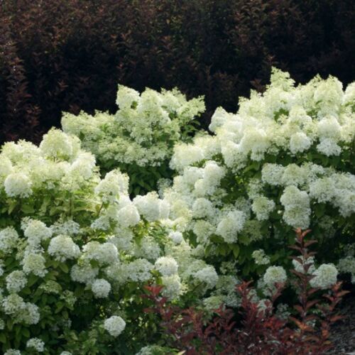 Гортензия метельчатая Бобо/Hydrangea paniculata Bobo 40-60 C7,5