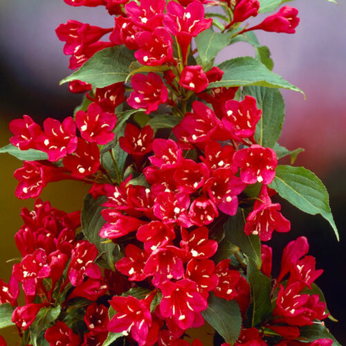 Вейгела цветущая Ред принц/Weigela florida Red Prince (М)