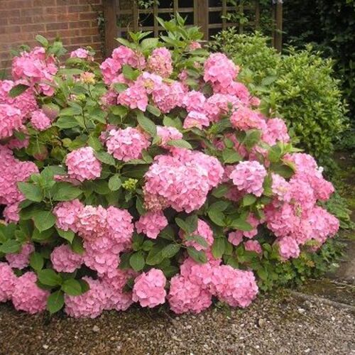 Гортензия древовидная Пинк Аннабель/Hydrangea arborescens Pink Annabelle (М)