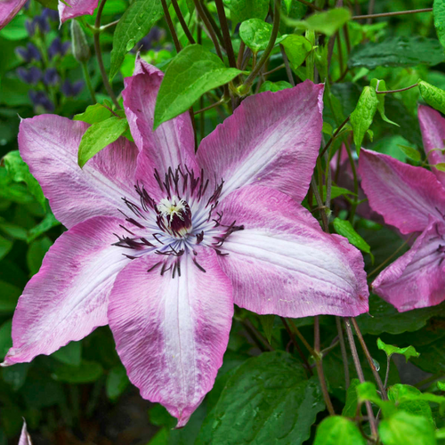 Клематис крупноцветковый Бешчады Эарсквэйк/Clematis variety Bieszczady Earthquake Р2