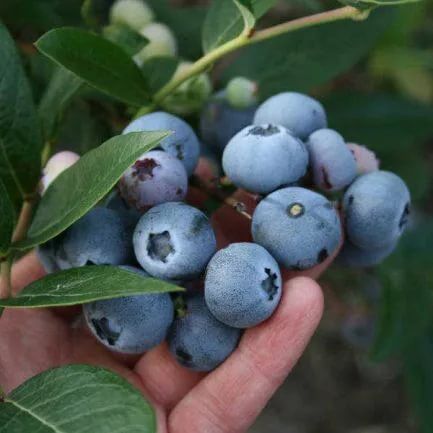 Голубика высокорослая Денис Блю/Vaccinium corymbosum Denis Blue С5-7,5