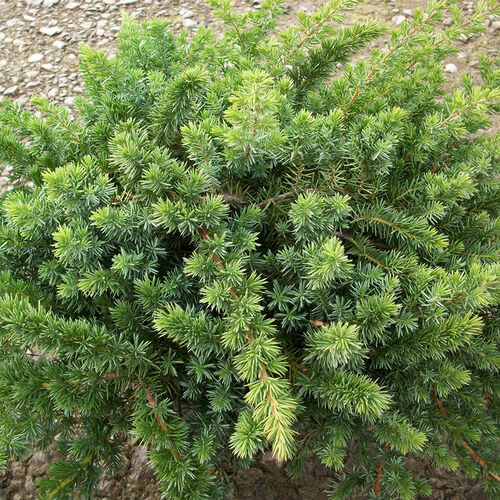 Можжевельник прибрежный Блю Пасифик/juniperus conferta Blue Pacific С3
