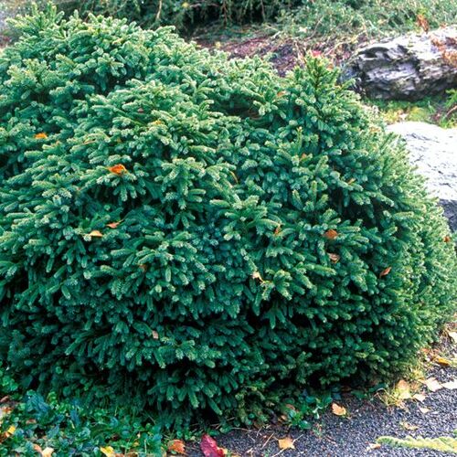 Ель сизая Эхиниформис/Picea glauca Echiniformis С3