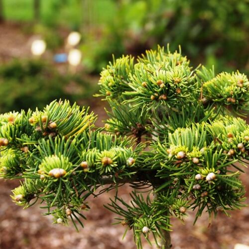 Пихта субальпийская Юта/Abies lasiocarpa Utah Ра50 15-20 С5