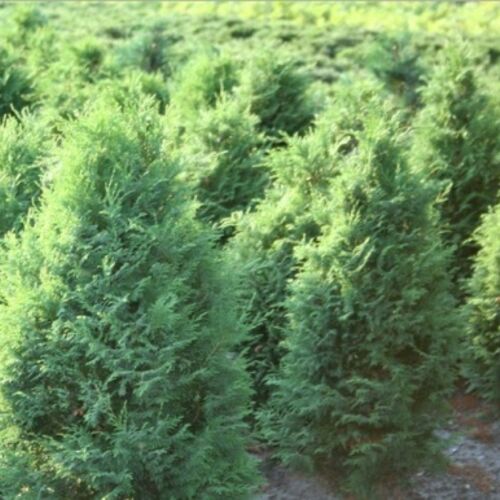 Кипарисовик горохоплодный Плюмоза/Chamaecyparis pisifera Plumosa 25-35 С5 (Верещак)