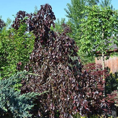 Бук лесной Папл Фонтайн/Fagus silvatica Purple Fountain 20-30 С3 (Верещак)