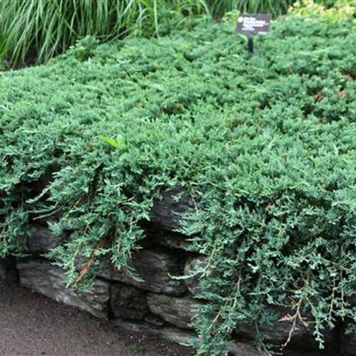 Можжевельник горизонтальный Вилтони/Juniperus horizontalis Wiltonii Ра100 60-70 В