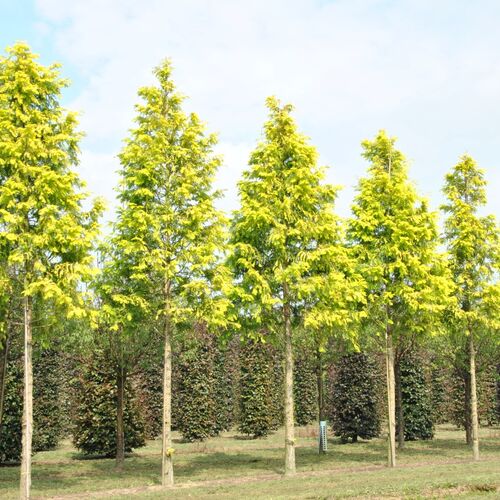 Метасеквойя глиптостробовидная/Metasequoia glyptostroboides 80-100 С4 (Верещак)