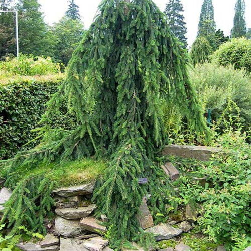 Ель обыкновенная Богемика Пендула/Picea abies Bohemica Pendula Ра20 15-30 С5 (Верещак)