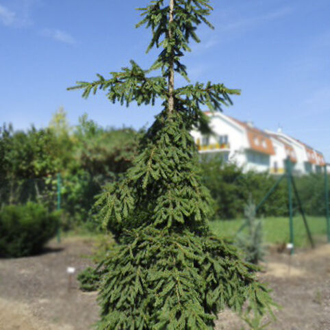 Ель обыкновенная Ротенхаус/Picea abies Rothenhaus 40-50 В