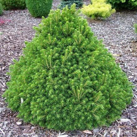 Ель обыкновенная Томпа/Picea abies Tompa 30-40 С7.5 (Верещак)