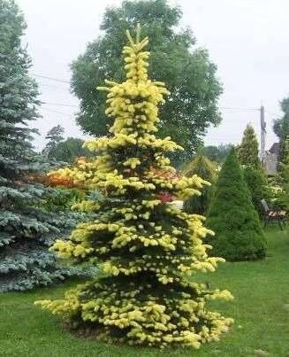 Ель колючая Майголд/Picea pungens Maigold 20-30 С3